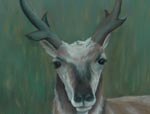 Painting of a Prairie Antelope by artist Beth Campbell