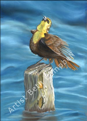 Painting of a female Yellow-Headed Blackbird by artist Beth Campbell