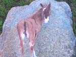 Acrylic Painting of A Colt done on a fieldstone