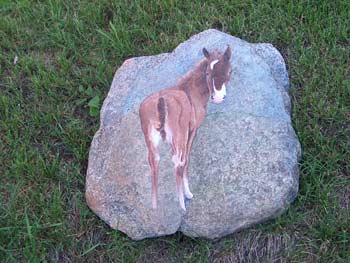Painting of a Colt done on a Fieldstone