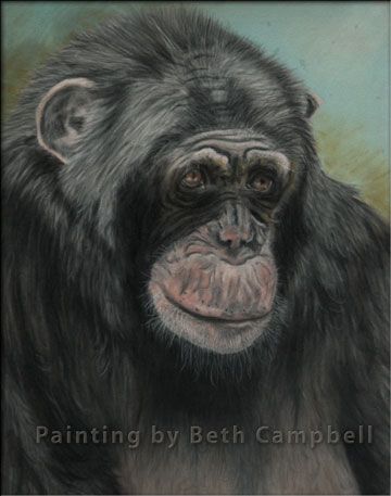 Pastel painting of a chimpanzee by artist Beth Campbell