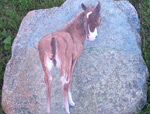 Painting of a colt on a rock found in our field