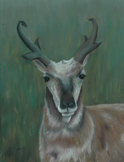 Painting of a Prairie Antelope by artist Beth Campbell