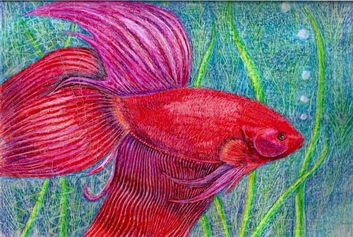 Crayola Painting of a Siamese Fighting by artist Beth Campbell